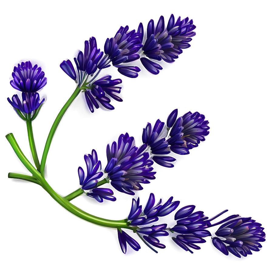 Lavender Flower Outline Png Lwv66