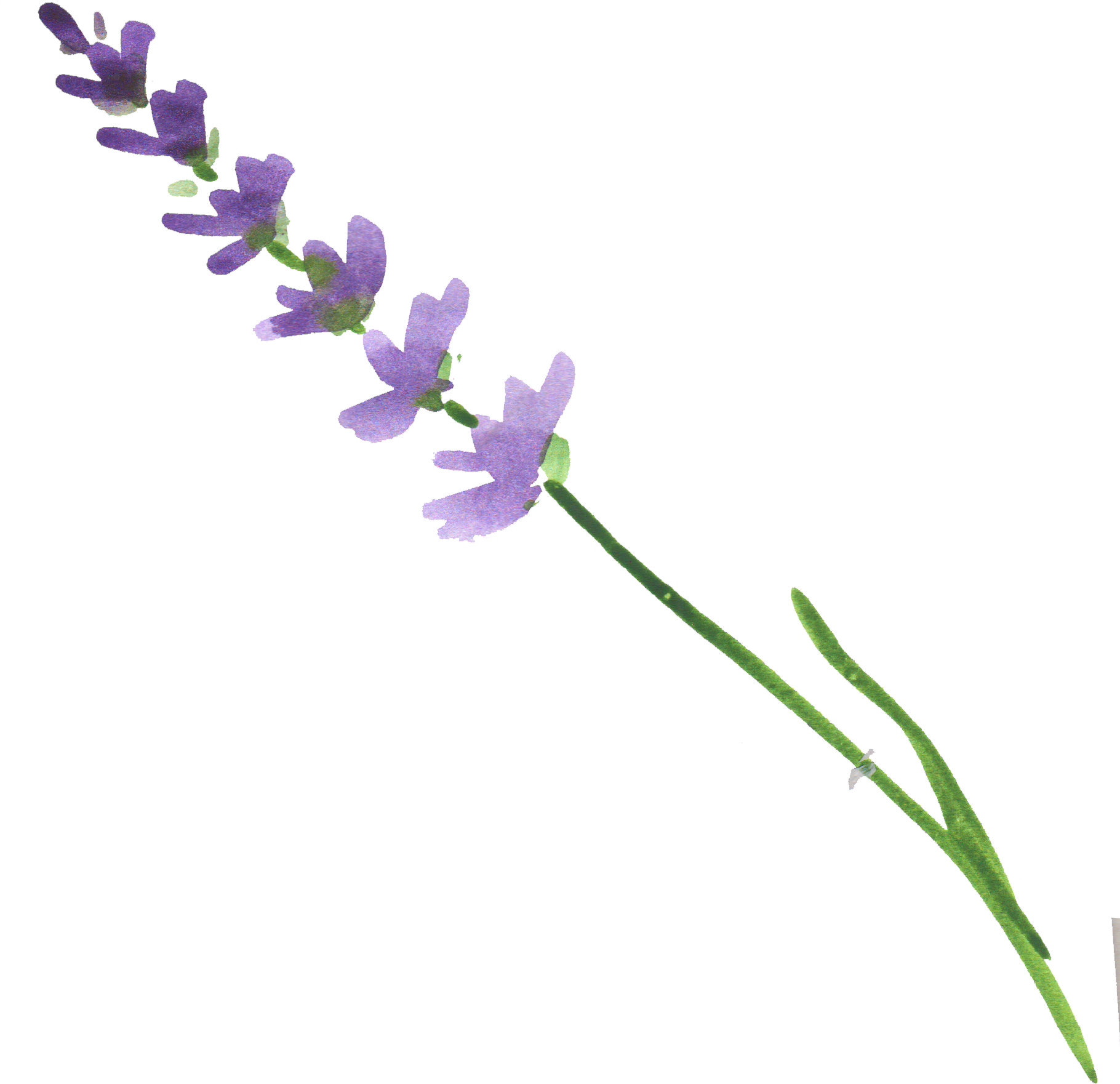 Lavender Flower Stem.png