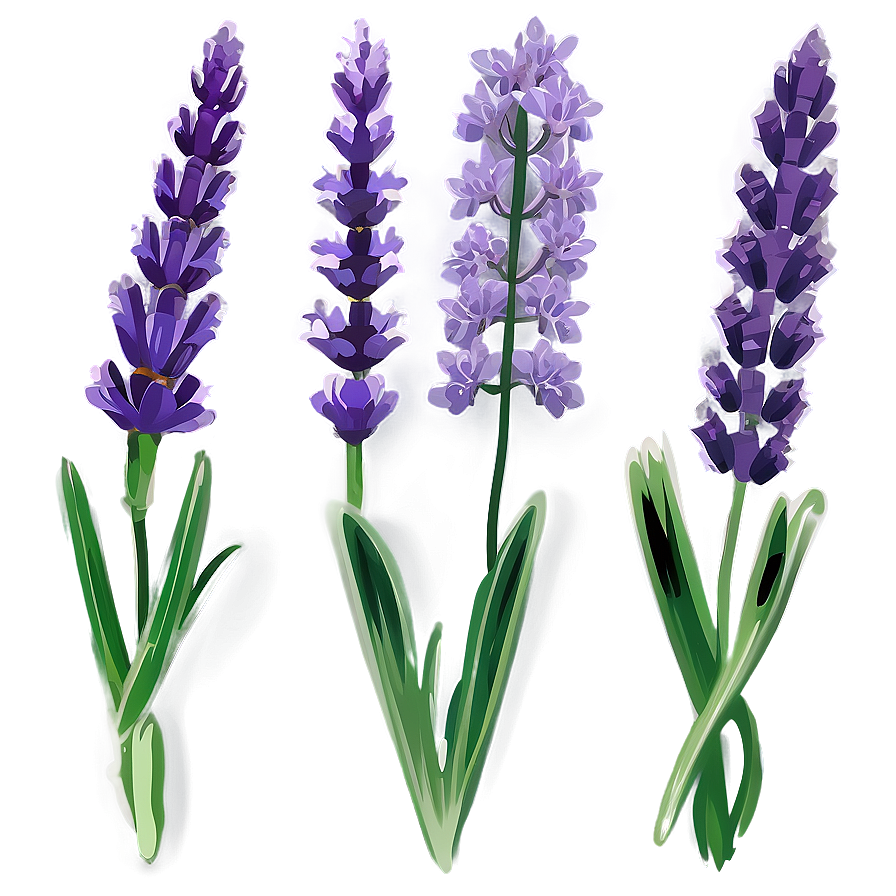 Lavender Flower Transparent Png Kfn