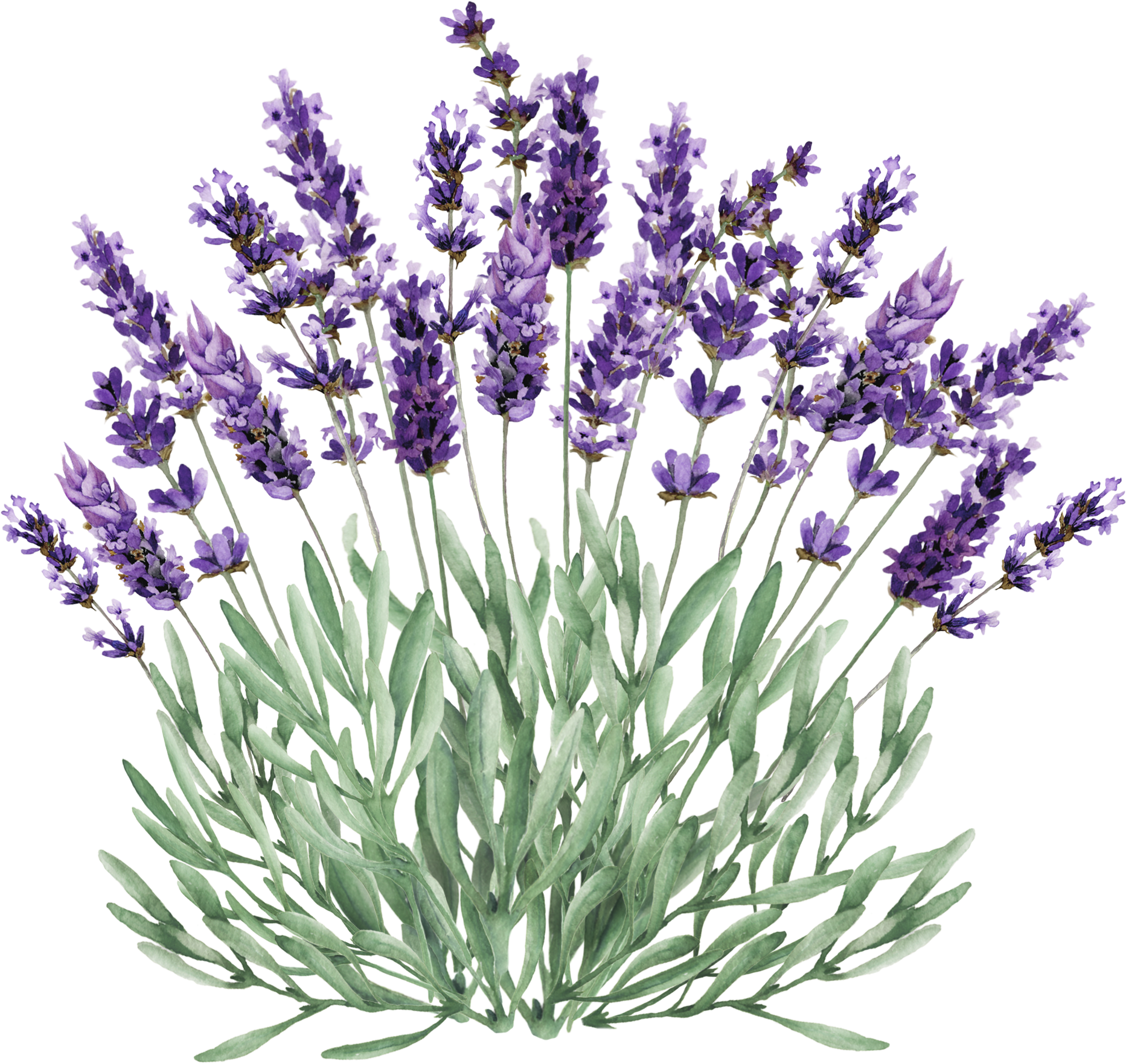 Lavender Flowers Illustration