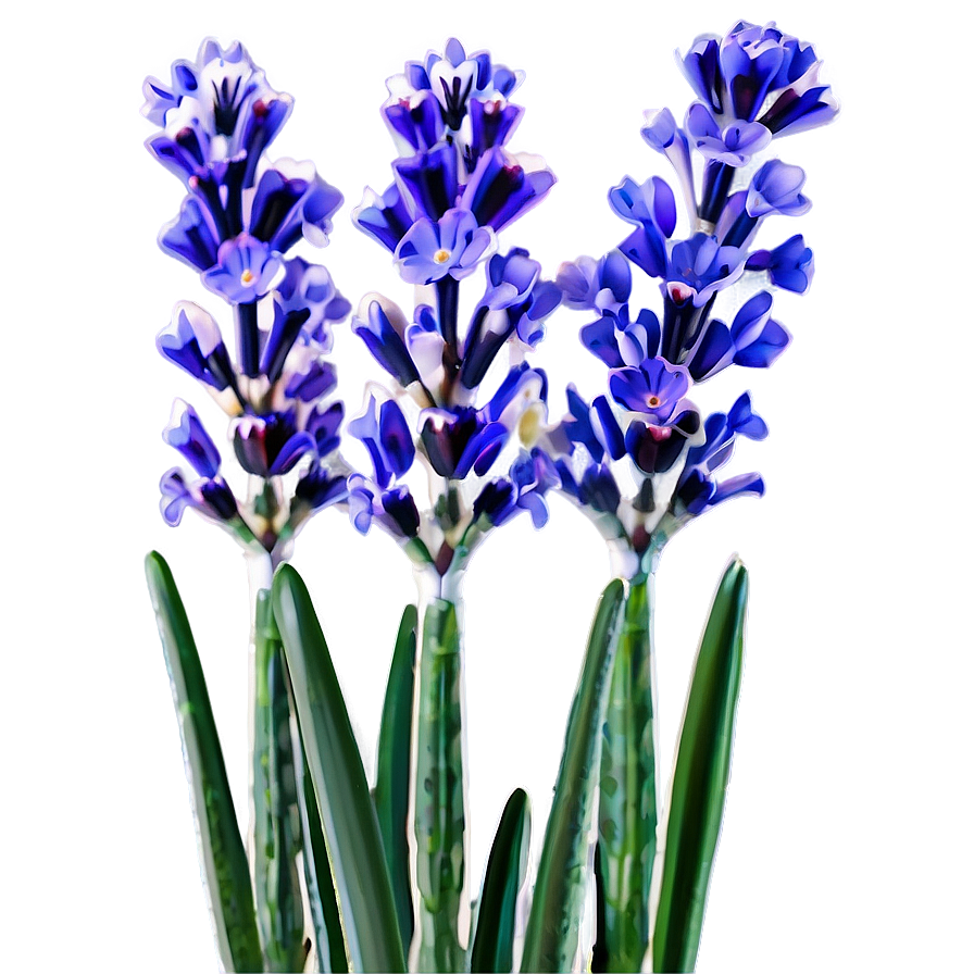 Lavender In Bloom Png Pqq2