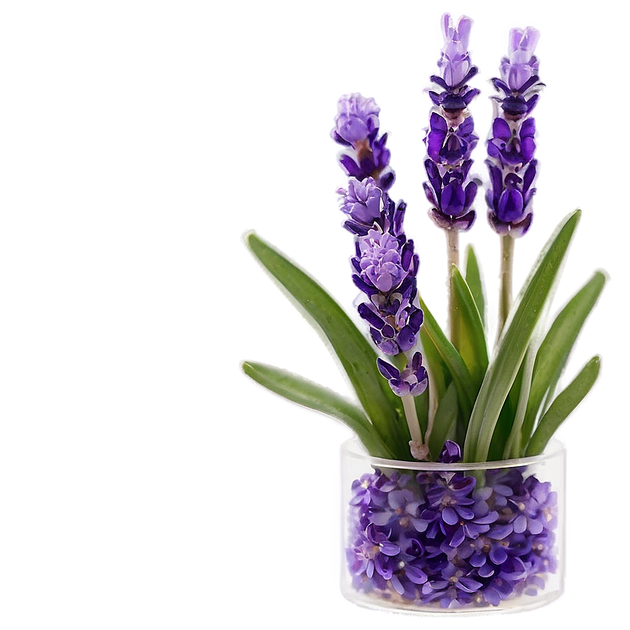 Lavender In Vase Png Xxo