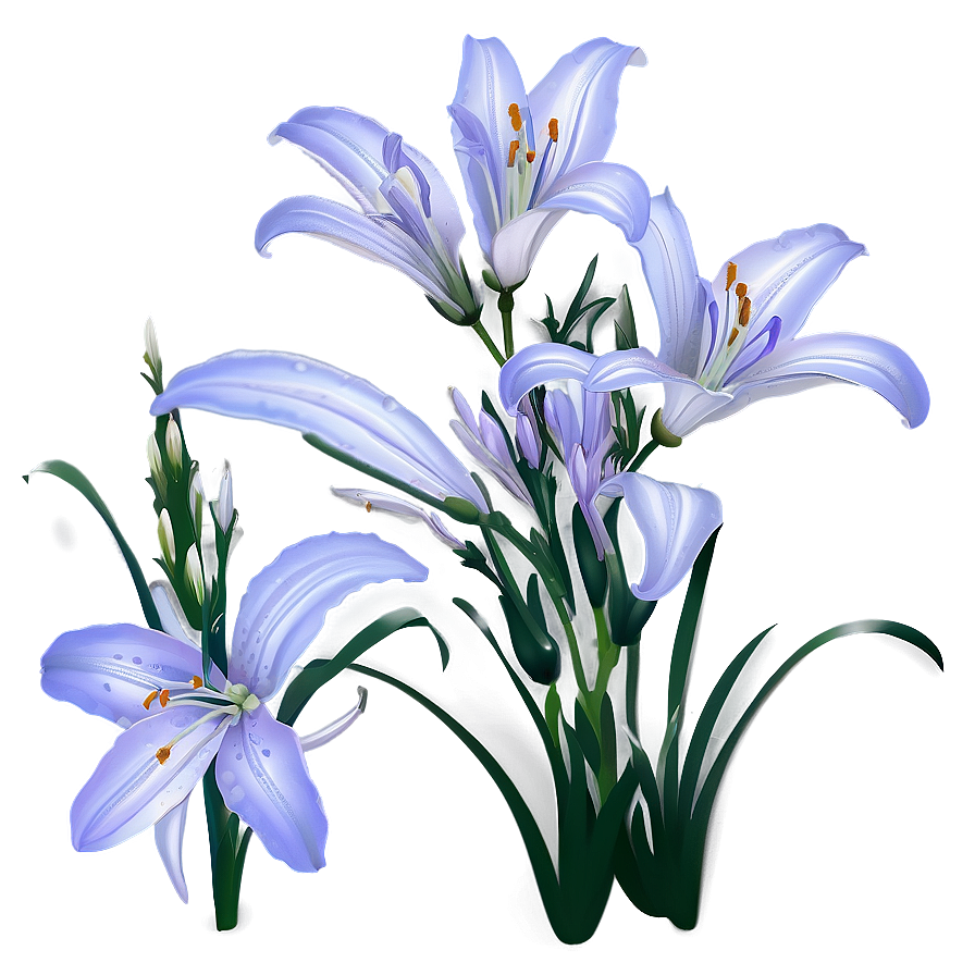 Lavender Lily Png Wvu