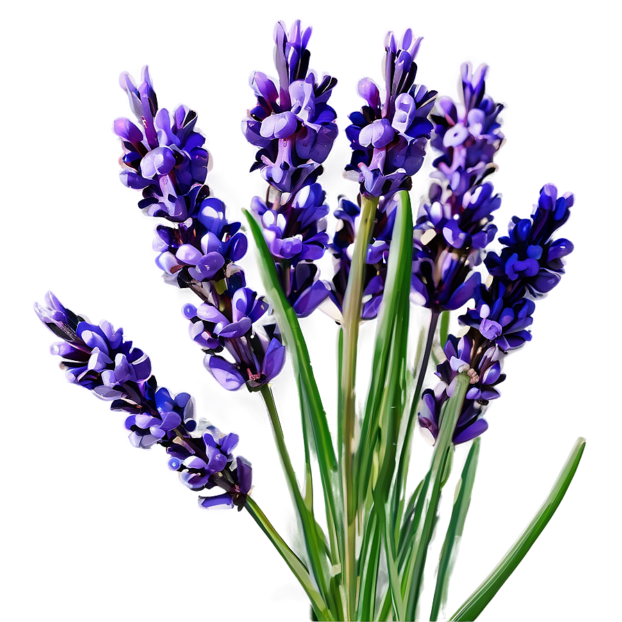 Lavender Oil Flower Png Bqs1