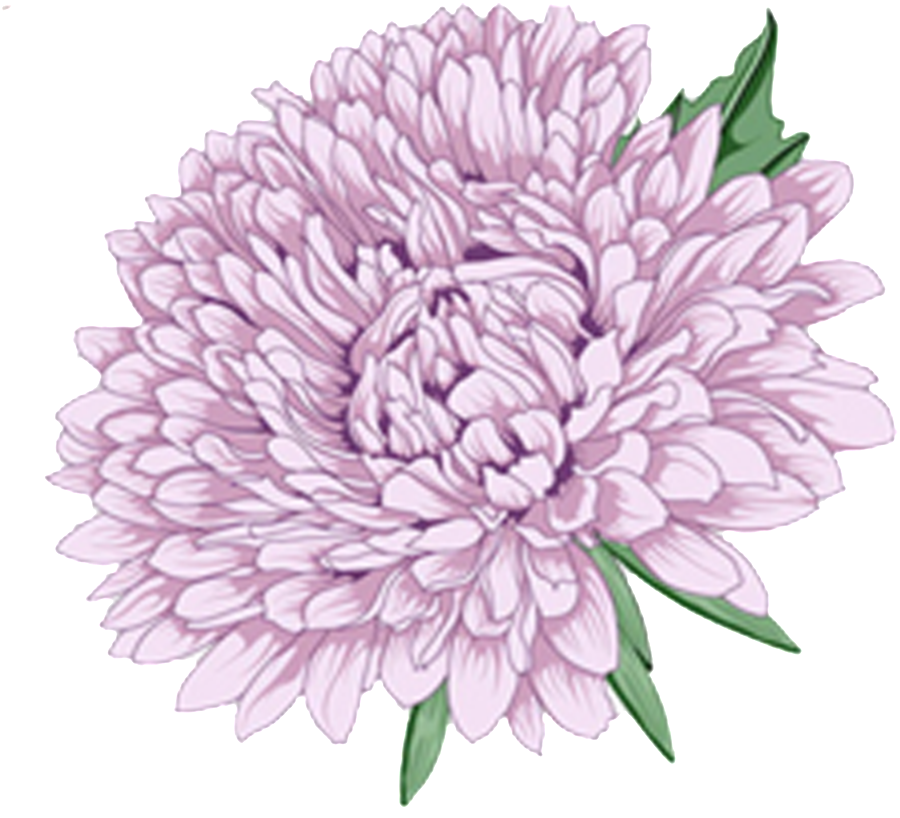 Lavender Peony Illustration.png