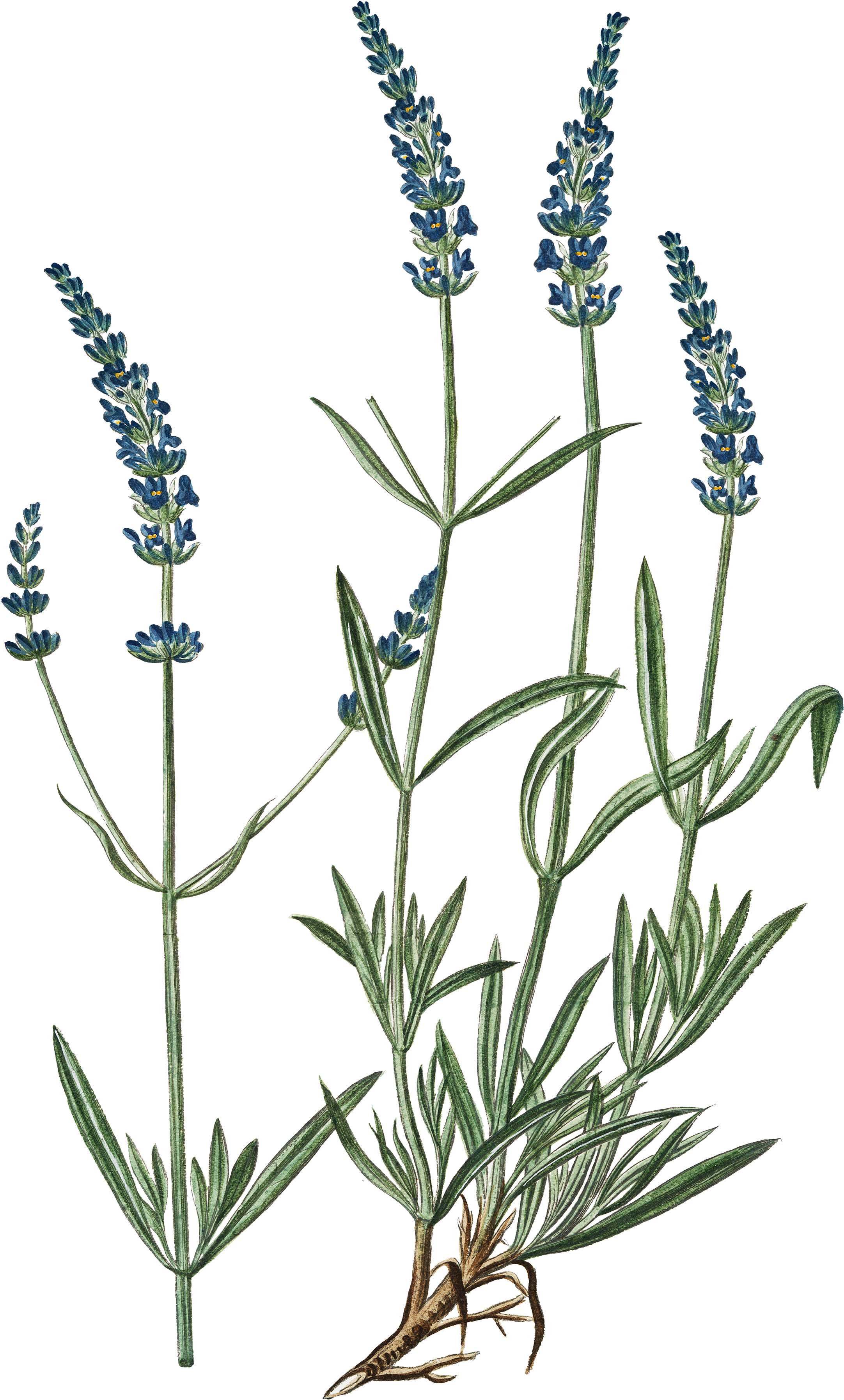 Lavender Plant Illustration