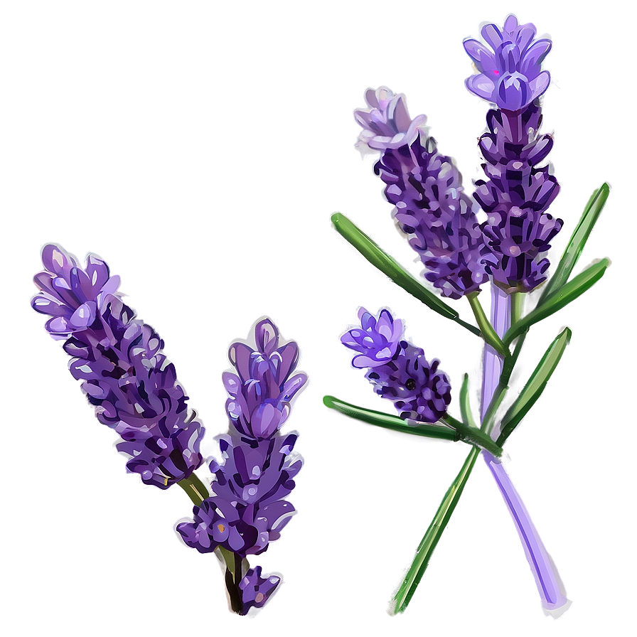 Lavender Plant In Bloom Png 7