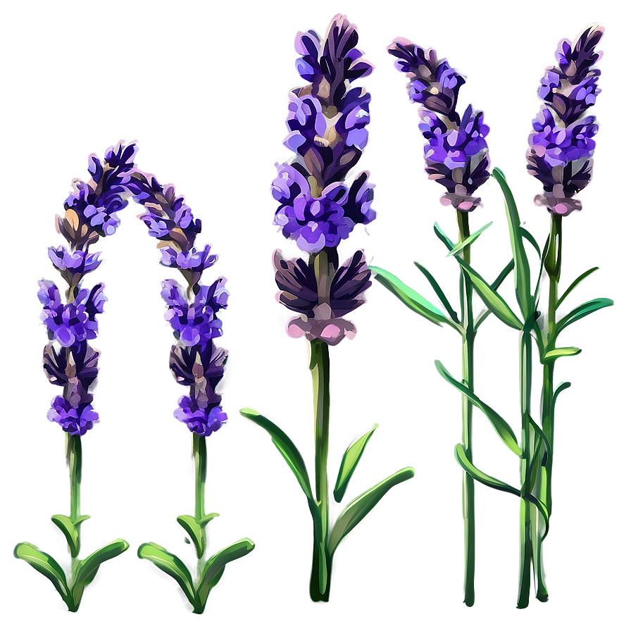 Lavender Plant In Bloom Png Qam