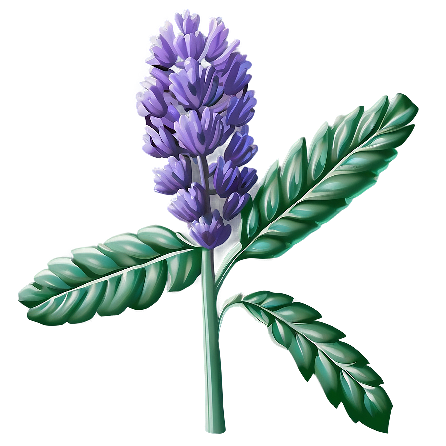 Lavender Plant In Bloom Png Ryp