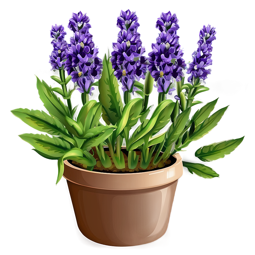 Lavender Plant In Pot Png 06282024