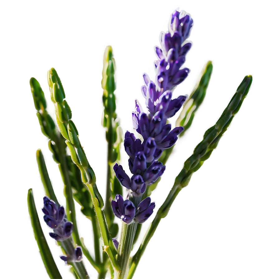 Lavender Plant Macro Shot Png 06282024