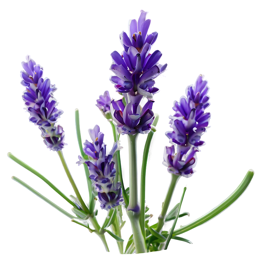 Lavender Plant Macro Shot Png 26