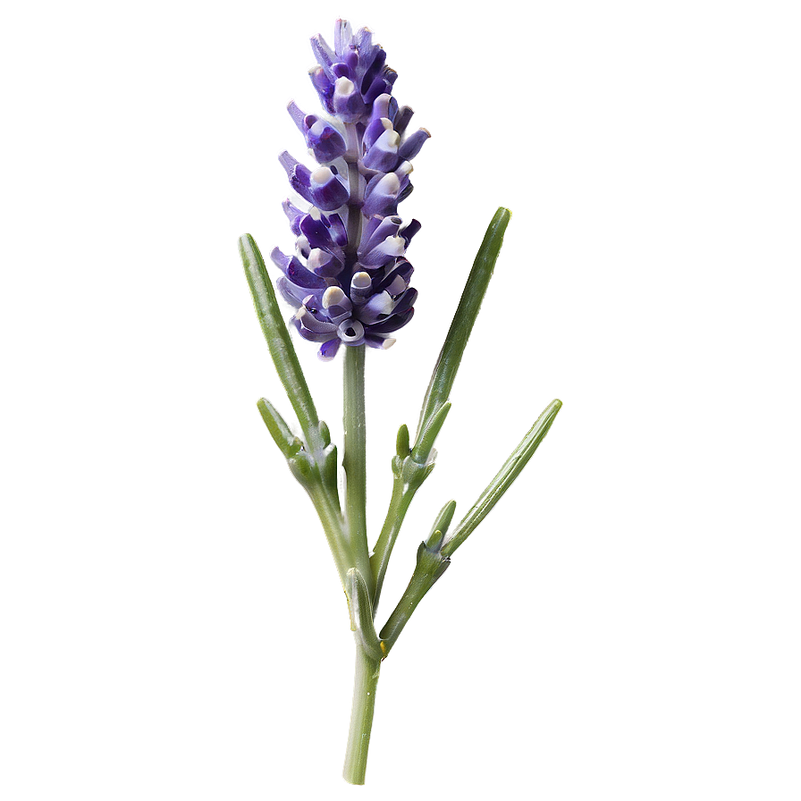 Lavender Plant Macro Shot Png Mmo76