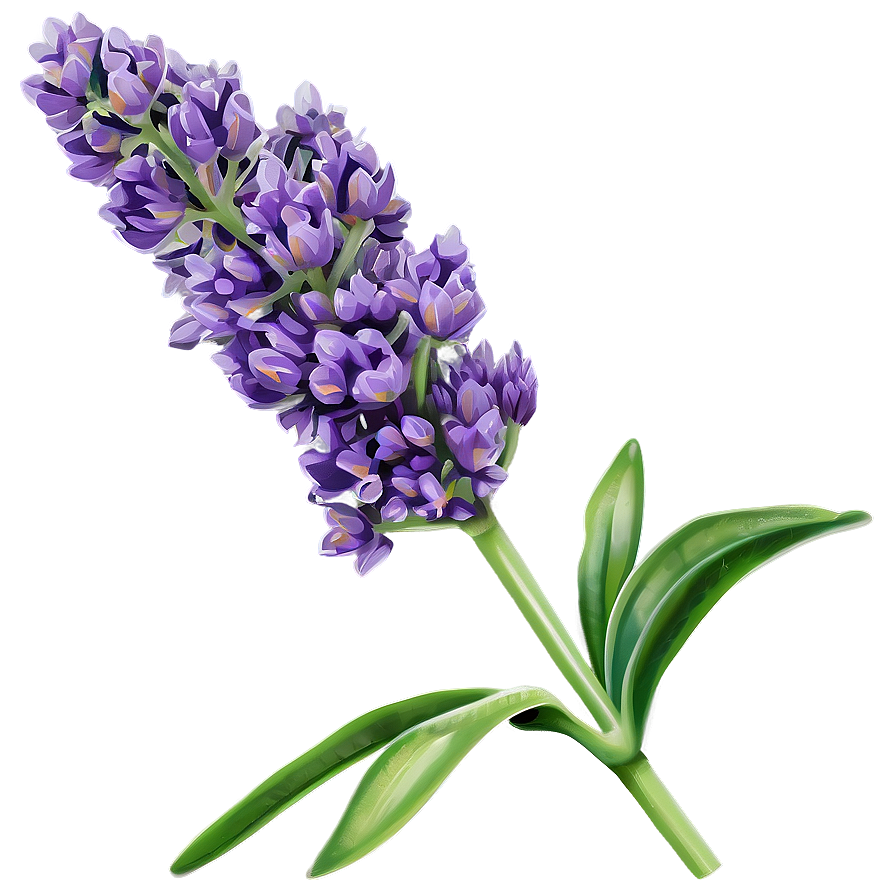 Lavender Plant Png 7