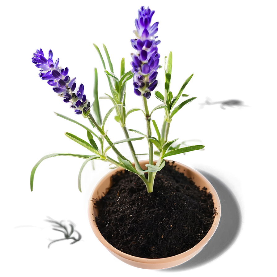 Lavender Plant Seedlings Png 06282024