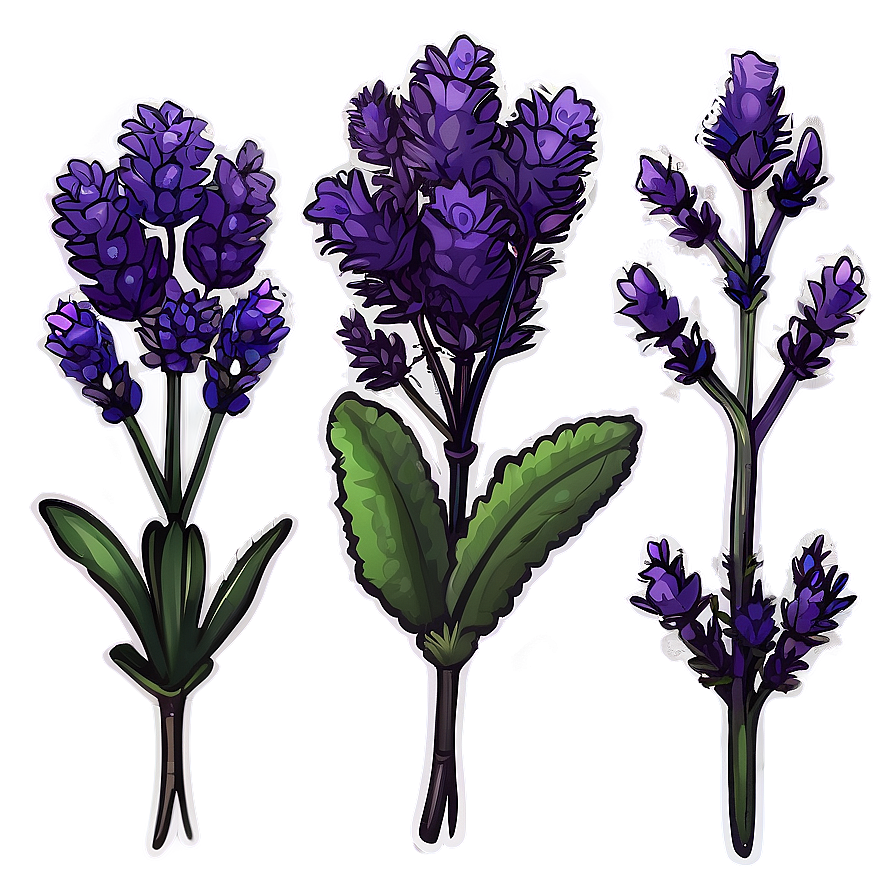 Lavender Plant Silhouette Png 06282024