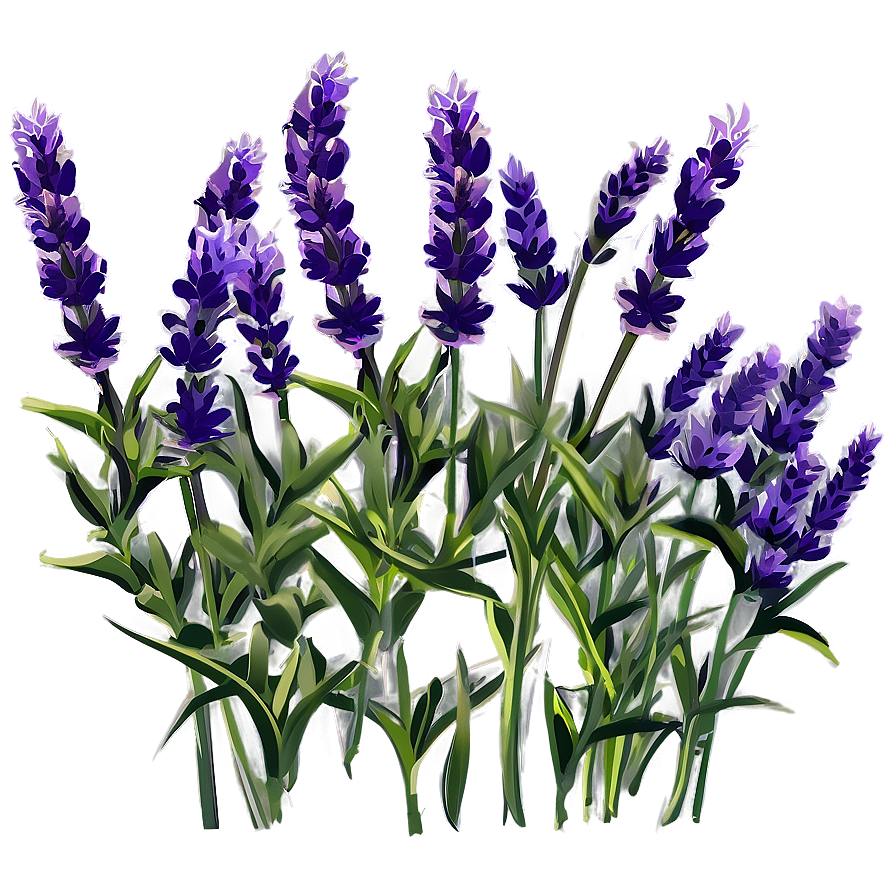 Lavender Plant Silhouette Png 43