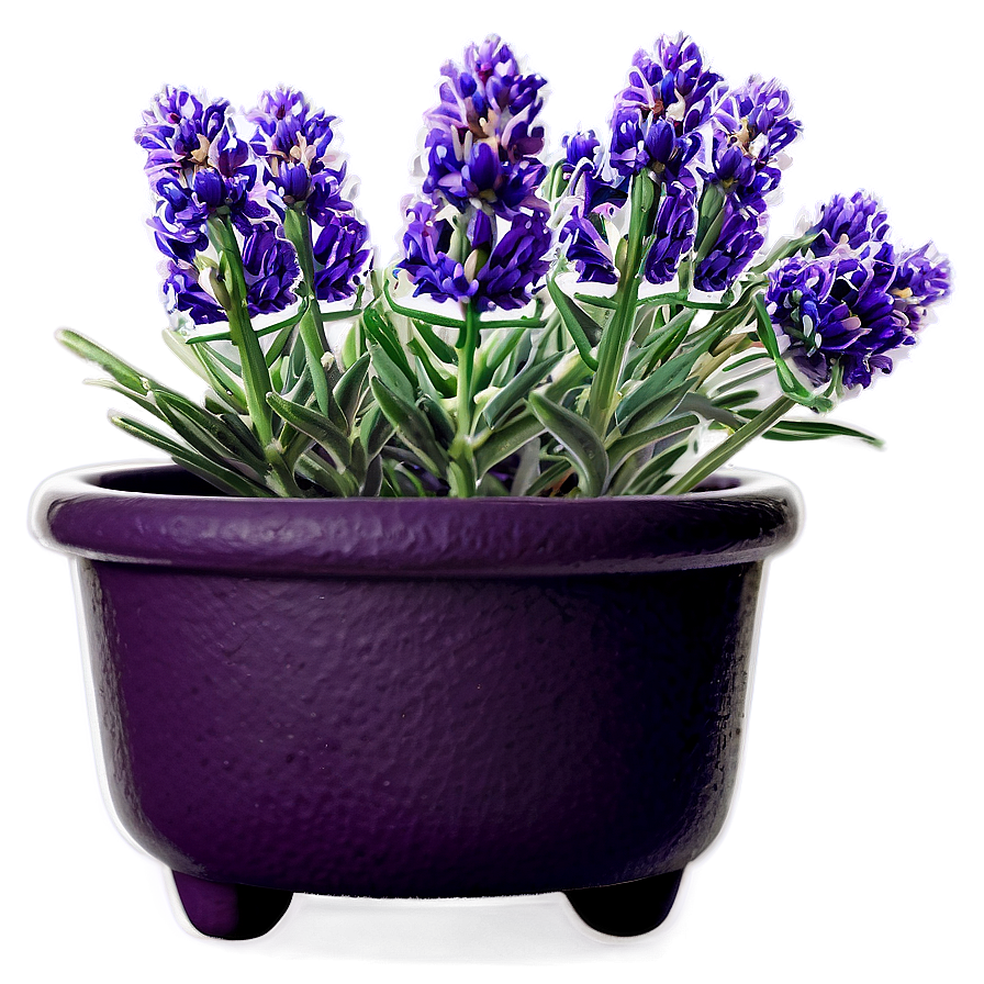 Lavender Pot Plant Png 05062024