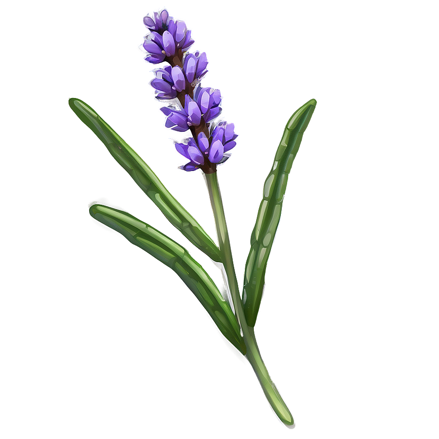 Lavender Sprig Png Xtc