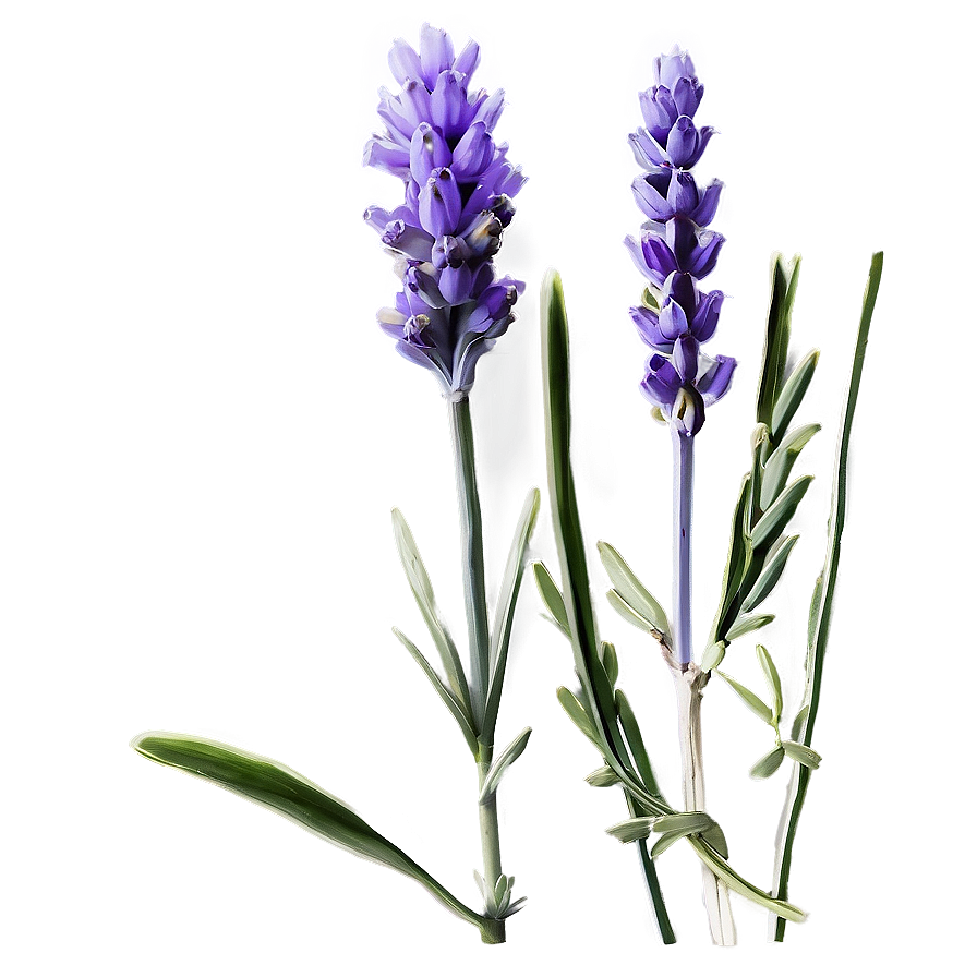 Lavender Stem Png 06132024