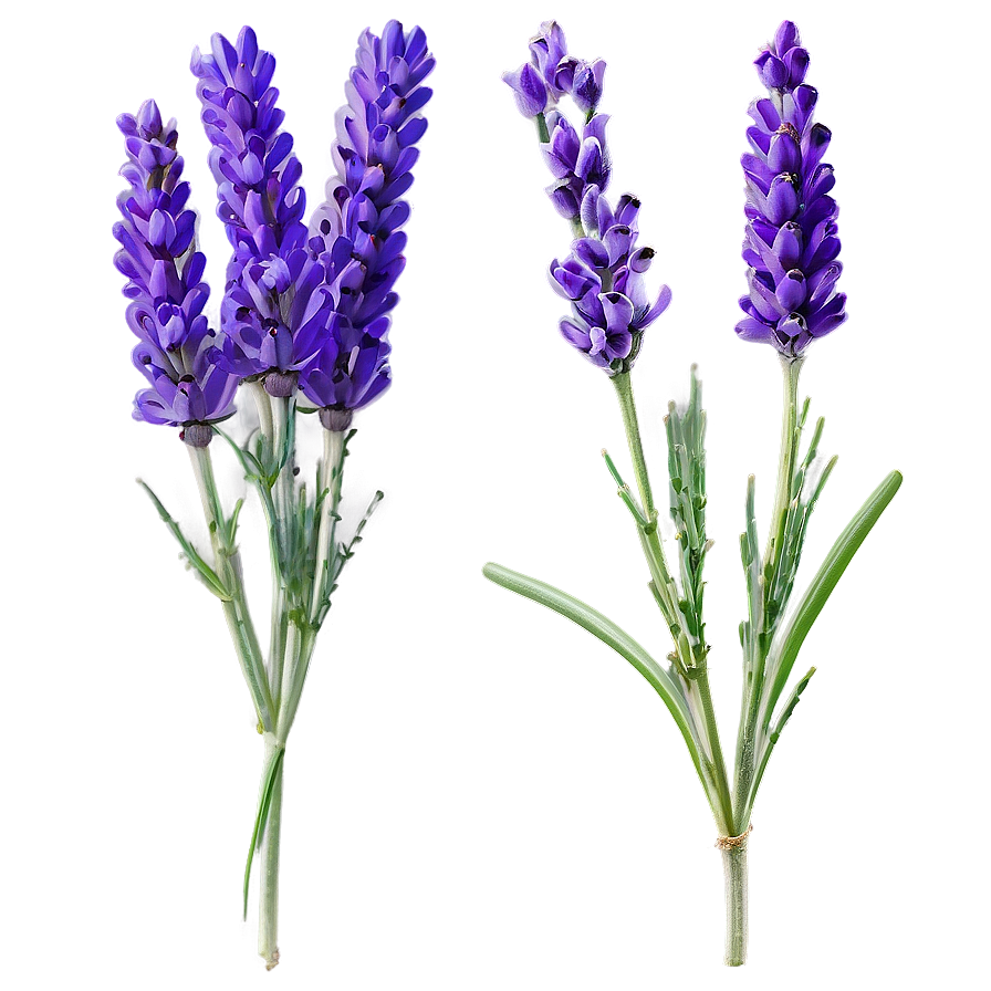 Lavender Stem Png 59