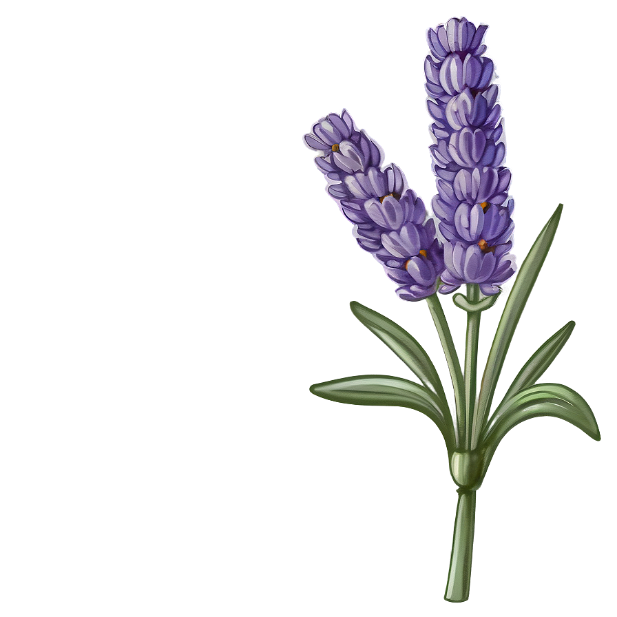 Lavender Vintage Illustration Png Kka