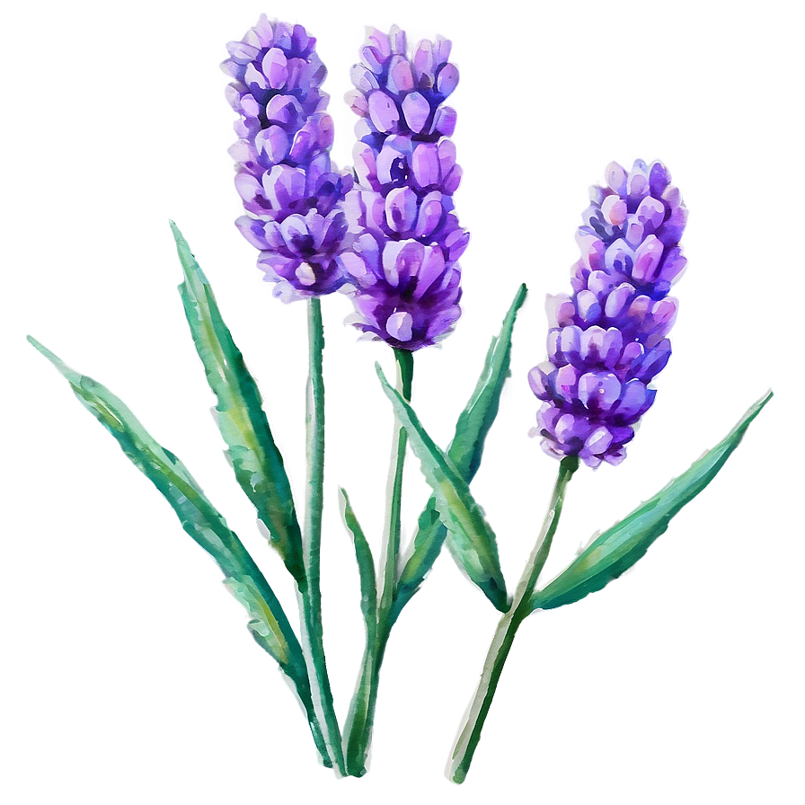 Lavender Watercolor Art Png Cfp