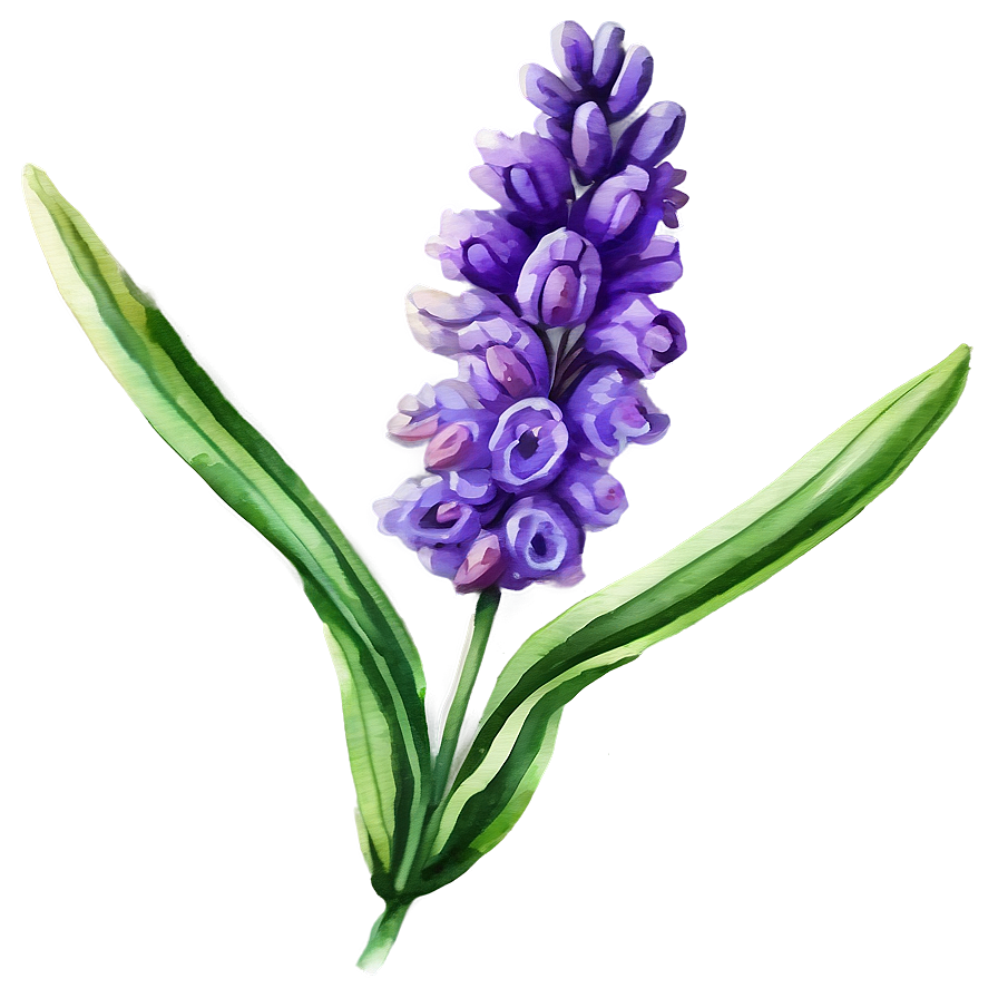 Lavender Watercolor Flower Png 06132024