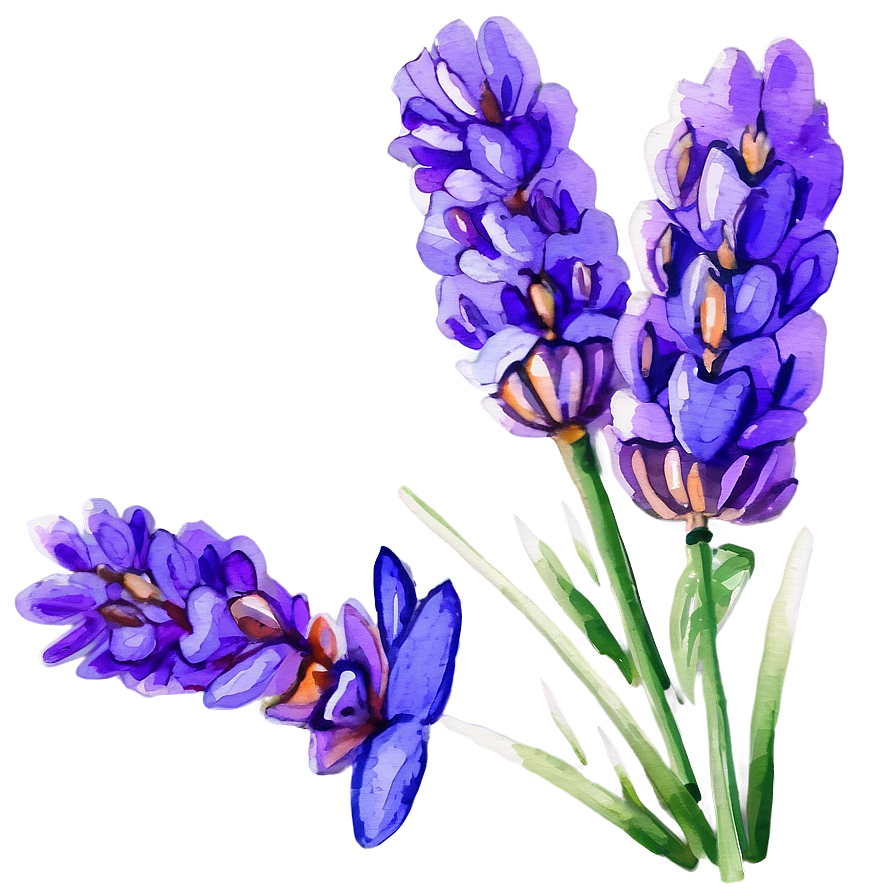 Lavender Watercolor Picture Png Kbm