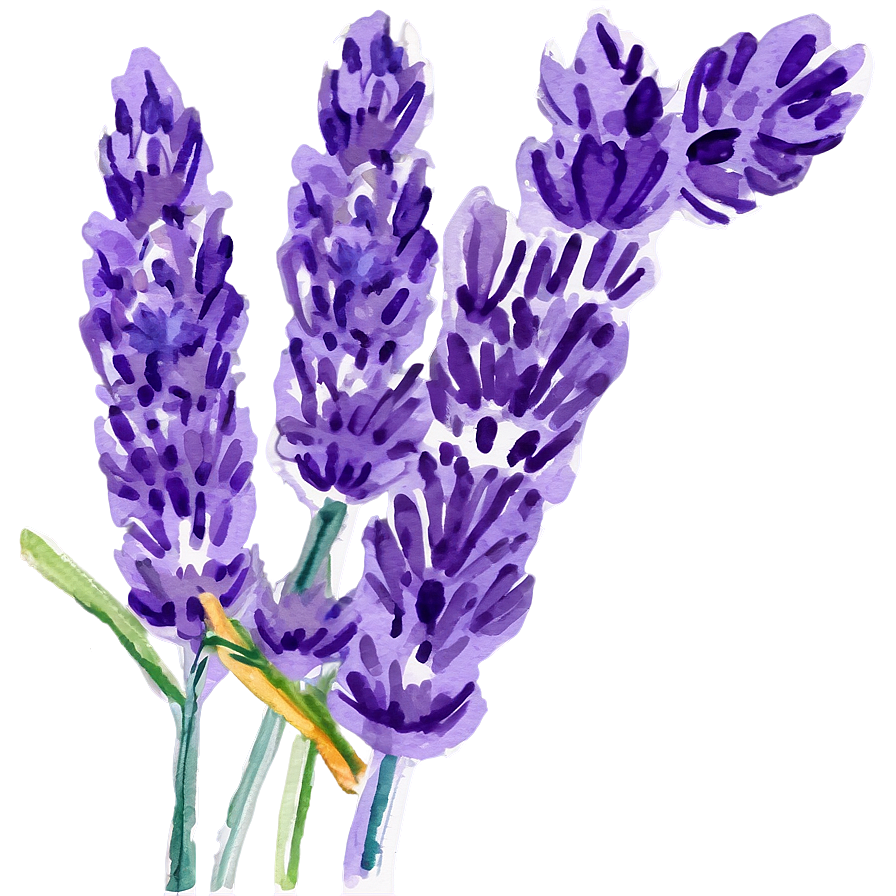 Lavender Watercolor Picture Png Thd