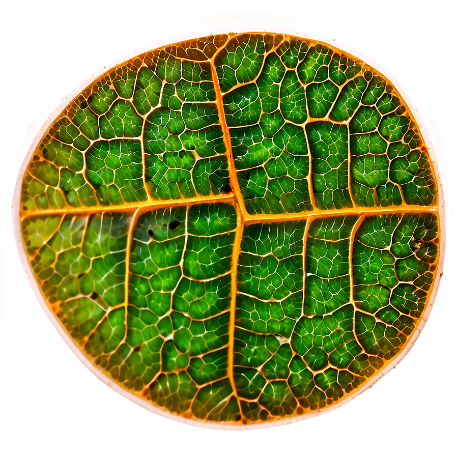 Leaf Cells Texture Png 06122024