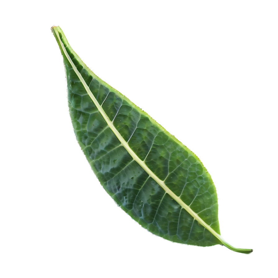 Leaf Emoji Png 04292024