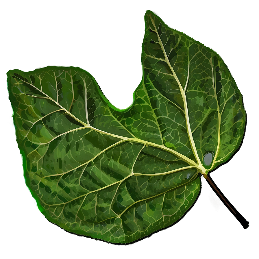 Leaf Outline Png Tjf