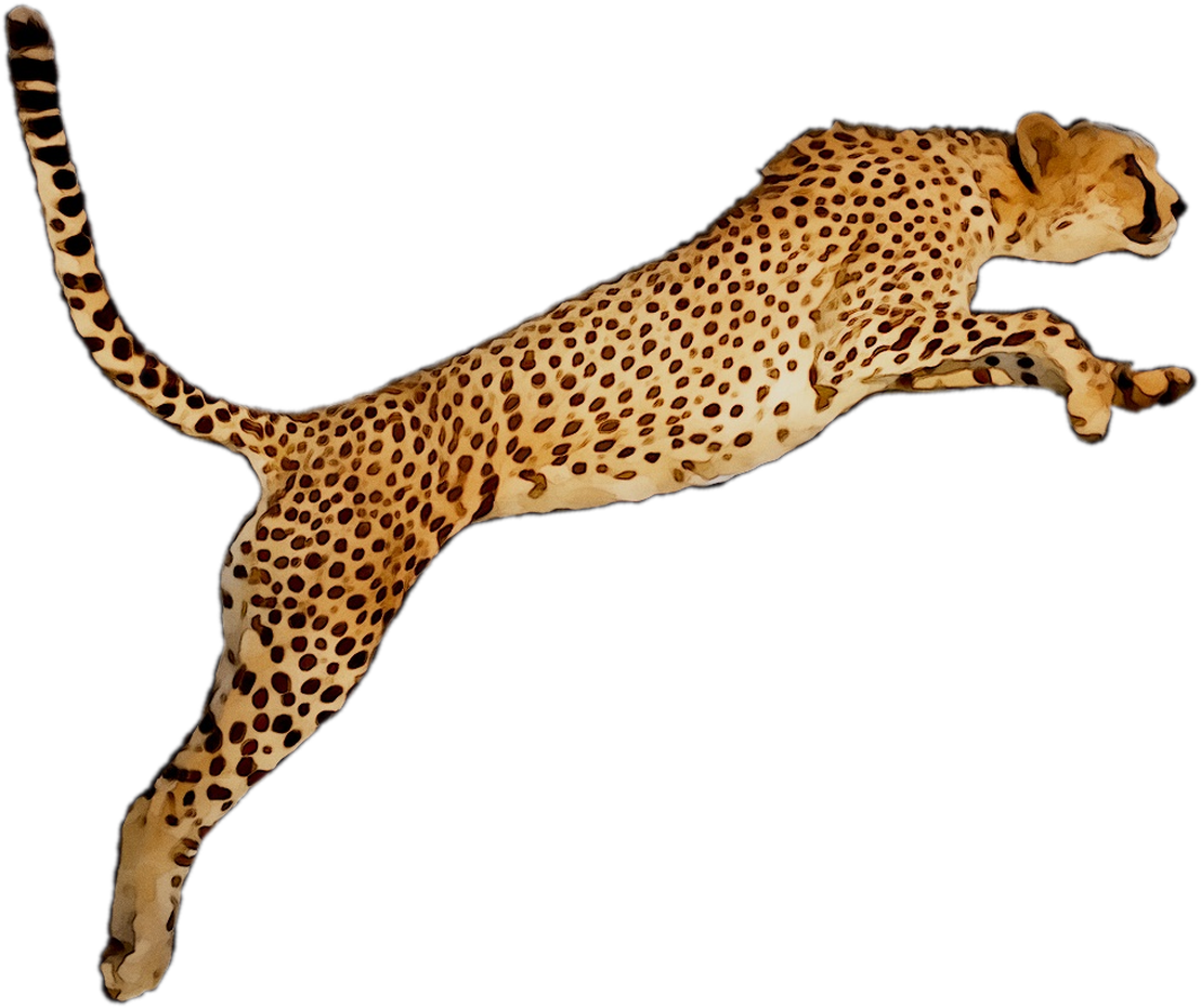 Leaping Cheetah Illustration