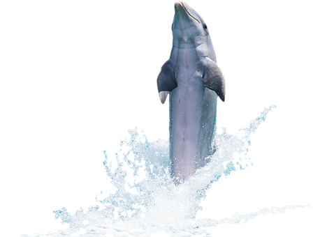 Leaping Dolphin Against Black Background.jpg