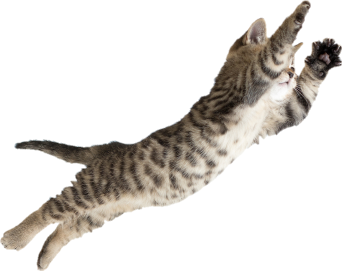 Leaping Tabby Cat