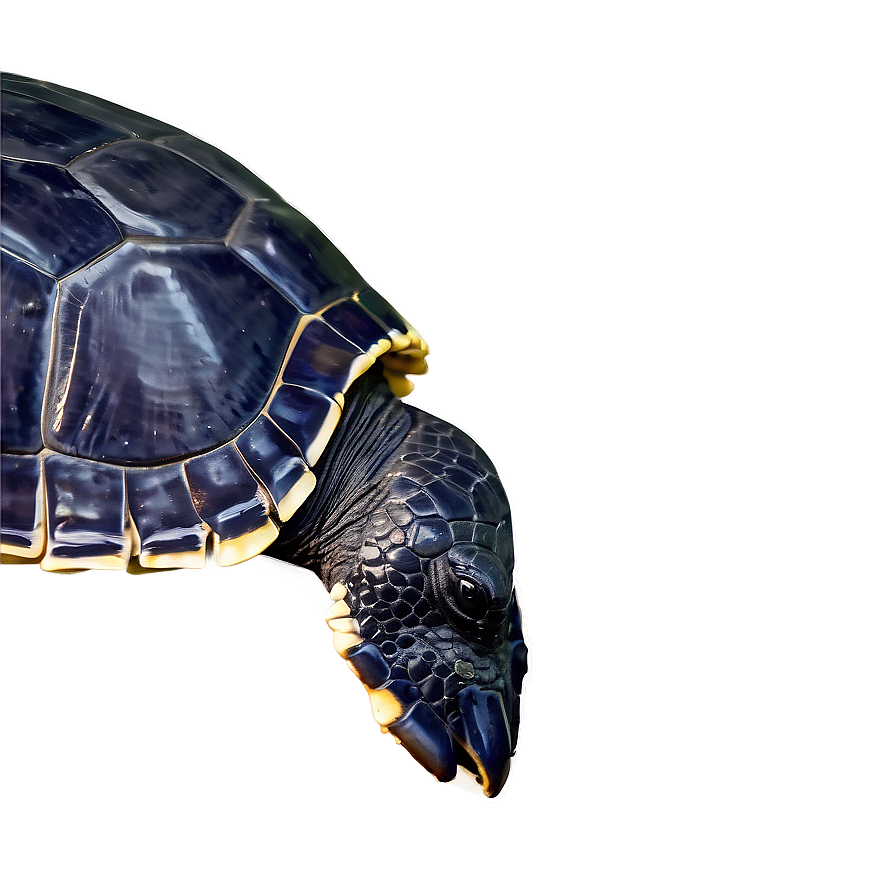 Leatherback Sea Turtle B