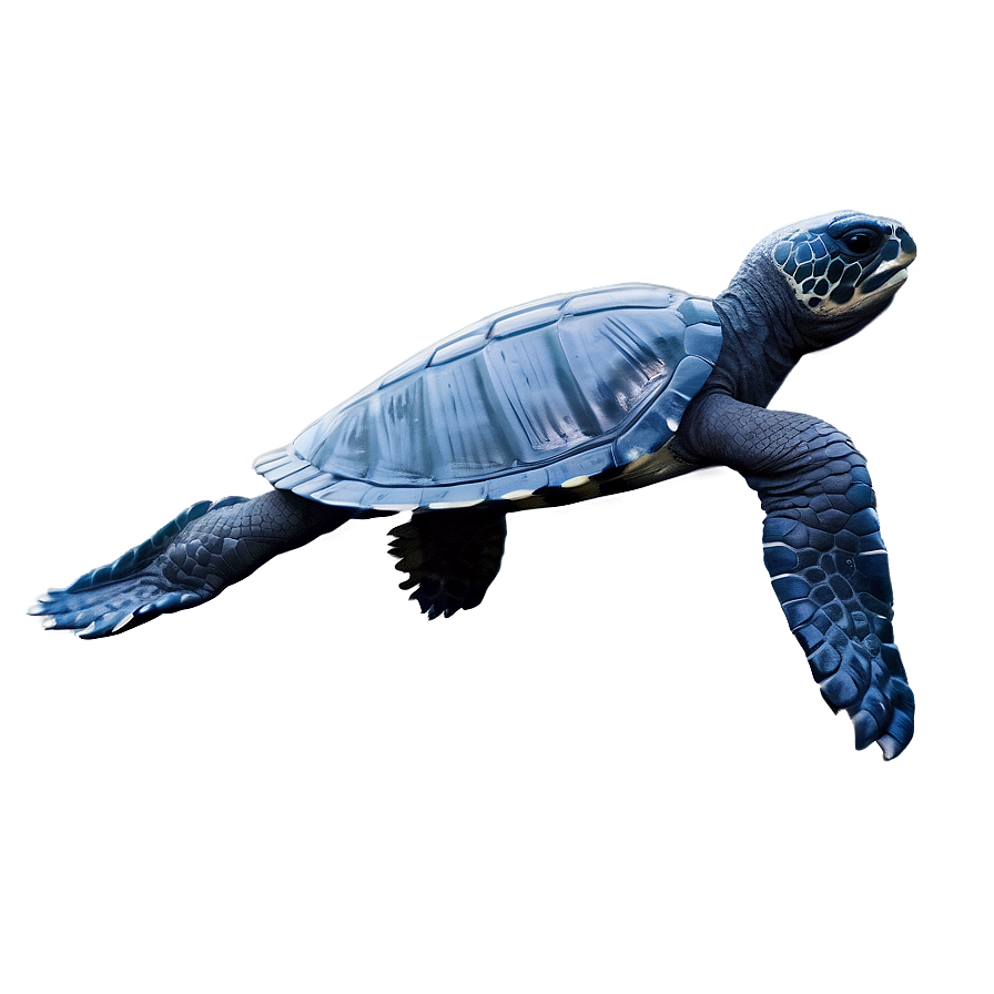 Leatherback Turtle Conservation Graphic Png 06292024