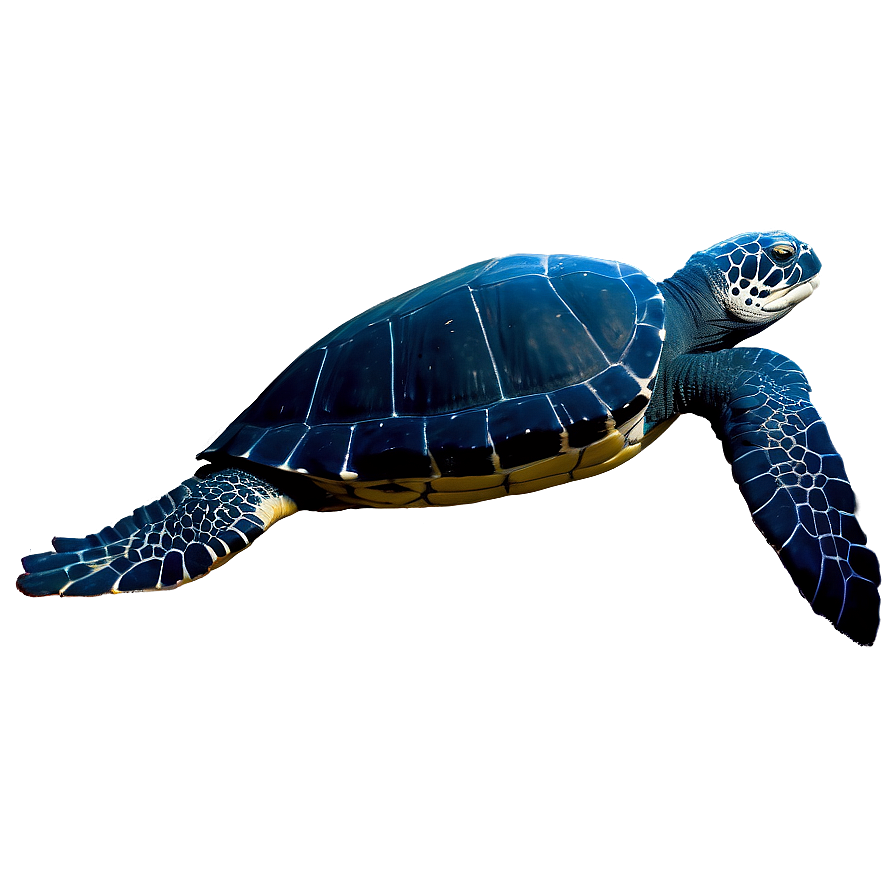 Leatherback Turtle Eco System Png Jtu