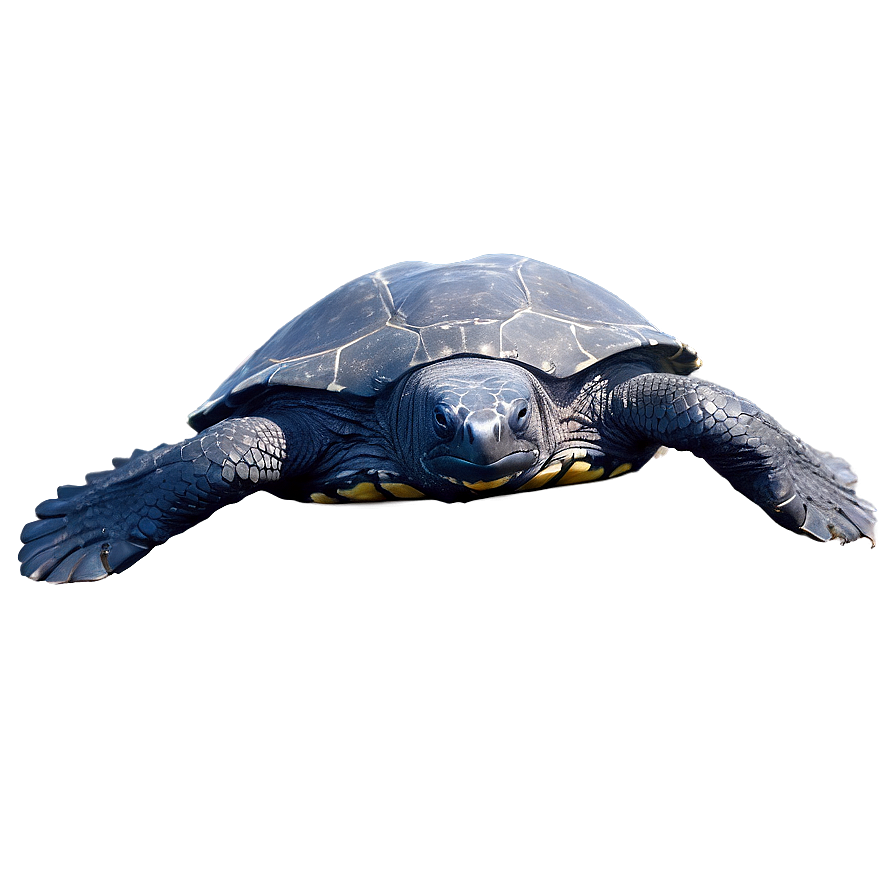 Leatherback Turtle Environmental Impact Png 06292024