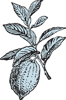 Lemon Branch Illustration