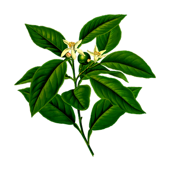 Lemon Tree Blossomsand Leaves