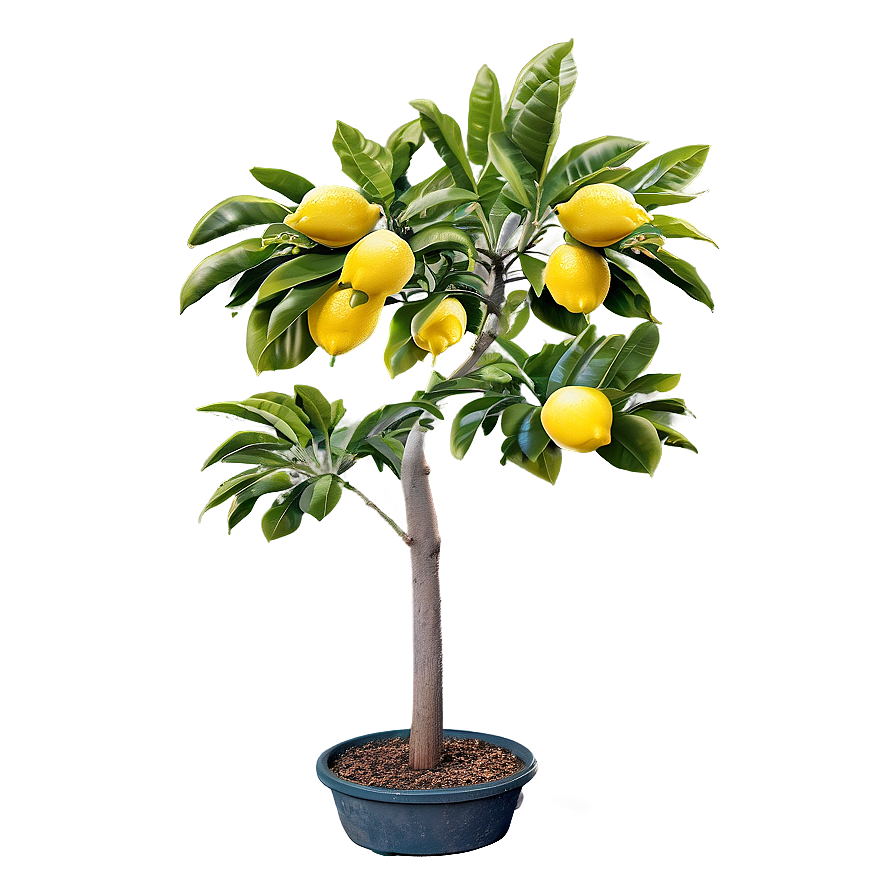 Lemon Tree Sunset Background Png Nne72