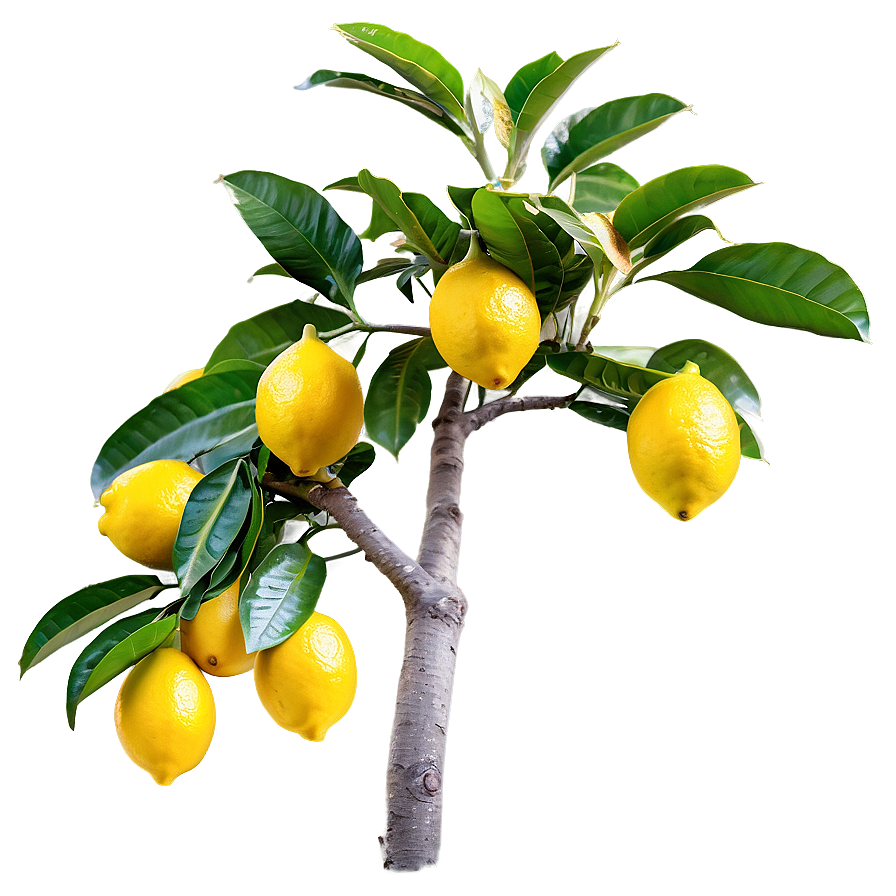 Lemon Tree With Fruits Png 06212024