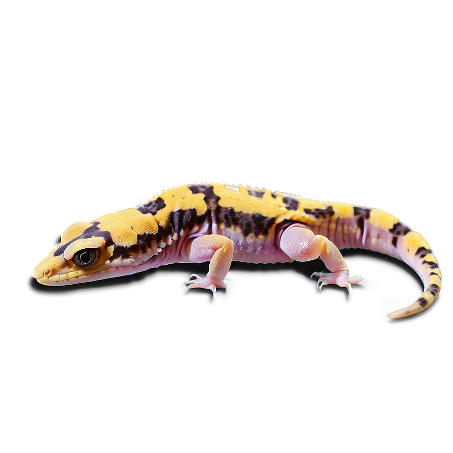 Leopard Gecko Feeding Png 39