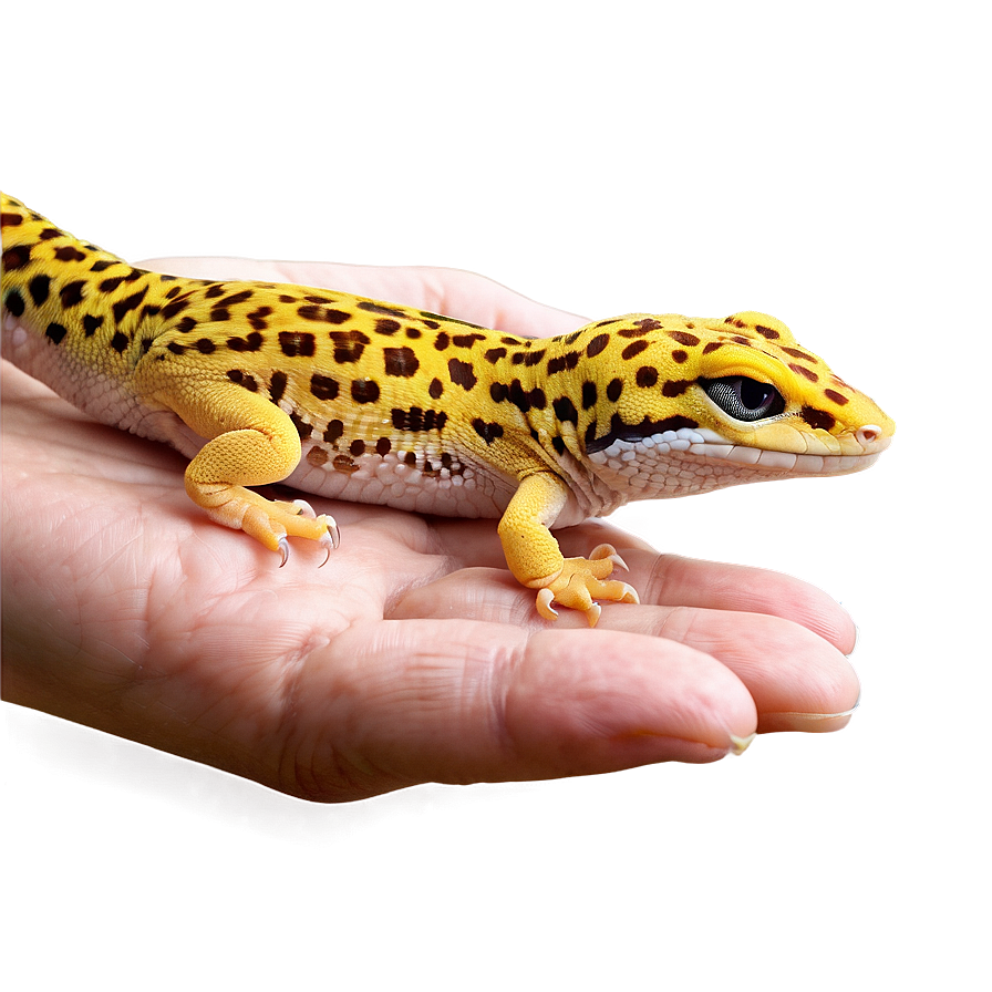 Leopard Gecko In Hand Png 63