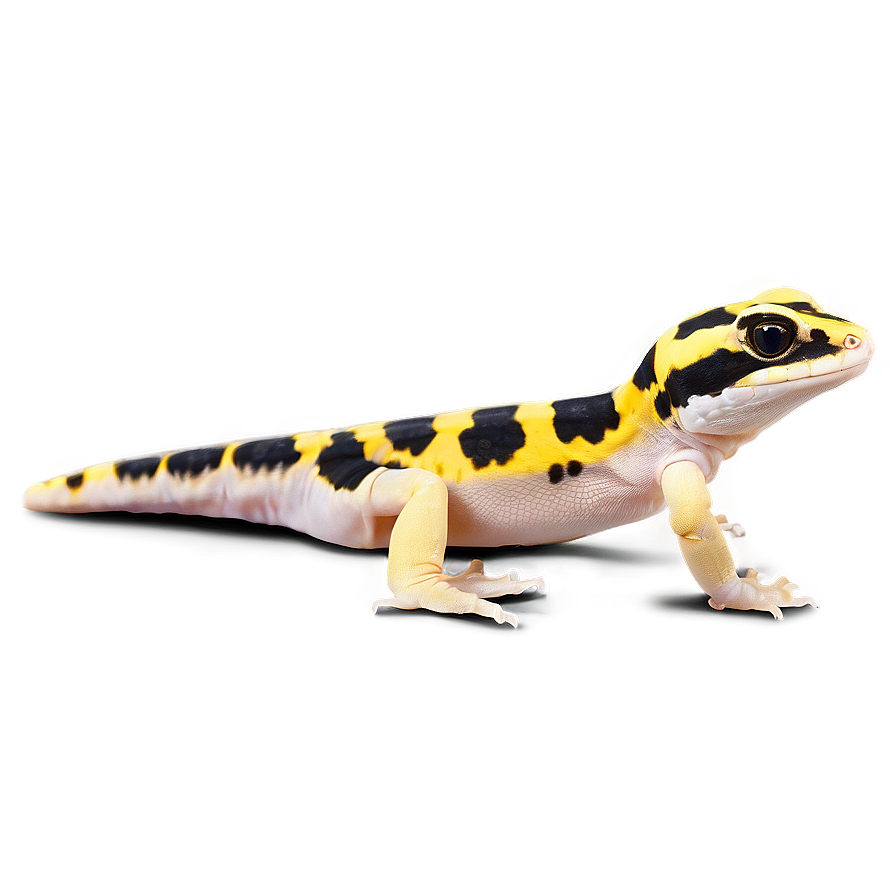 Leopard Gecko In Water Png 33