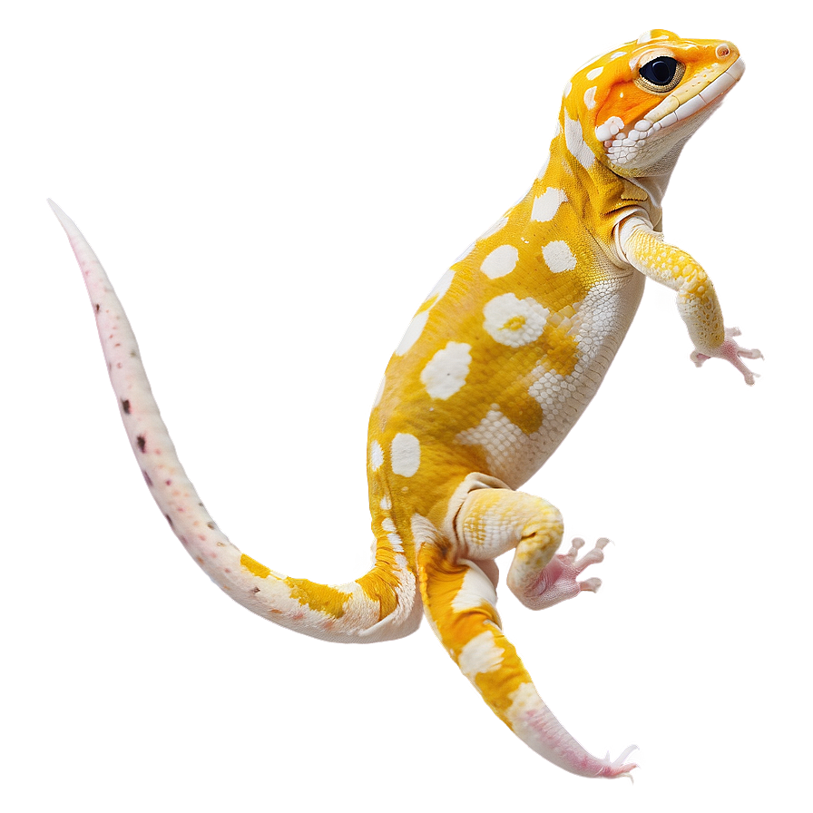 Leopard Gecko Side View Png Xjf