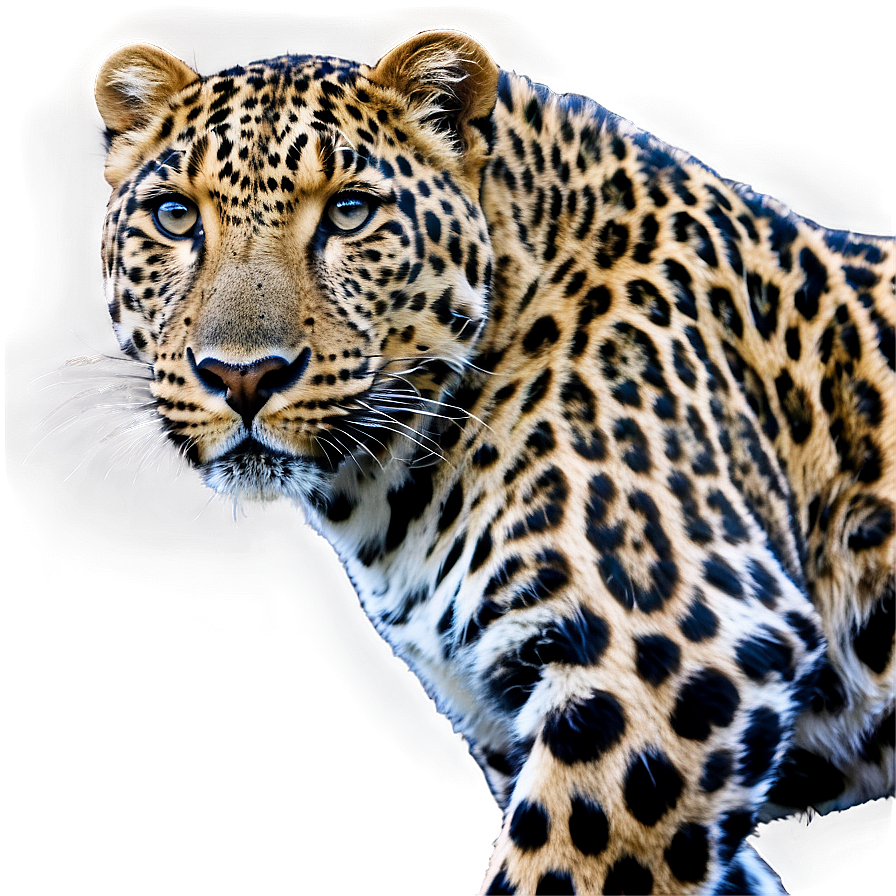 Leopard In Motion Png 18