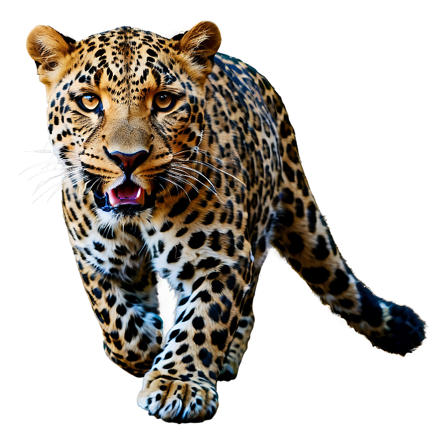 Leopard In Motion Png 86